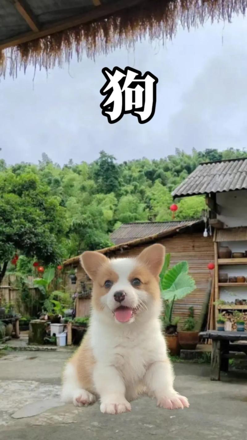 94年是何事狗