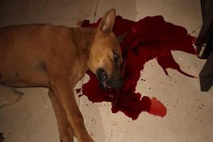 夢見打死一只狗