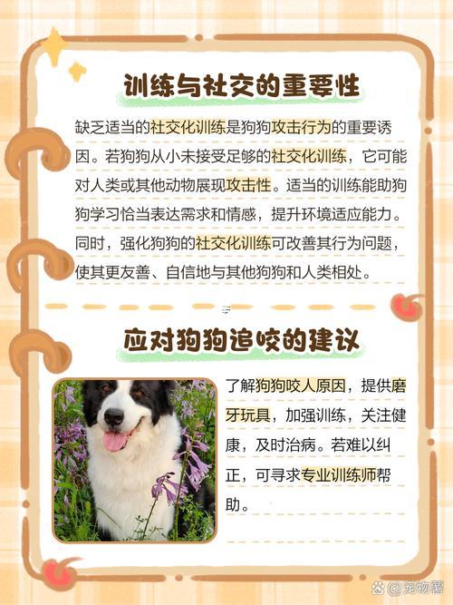 夢到一群狗