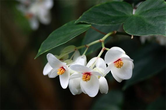 夢見花開是什么預(yù)兆