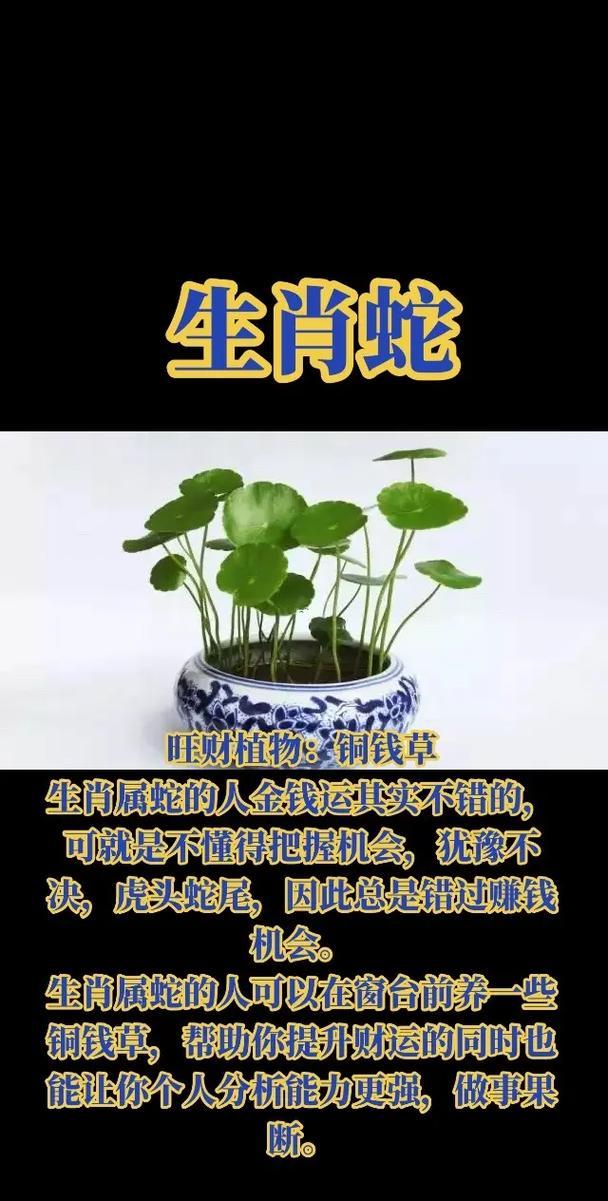 屬龍五行屬什么