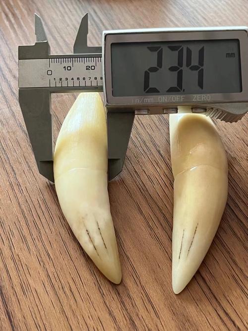 小虎牙長什么樣