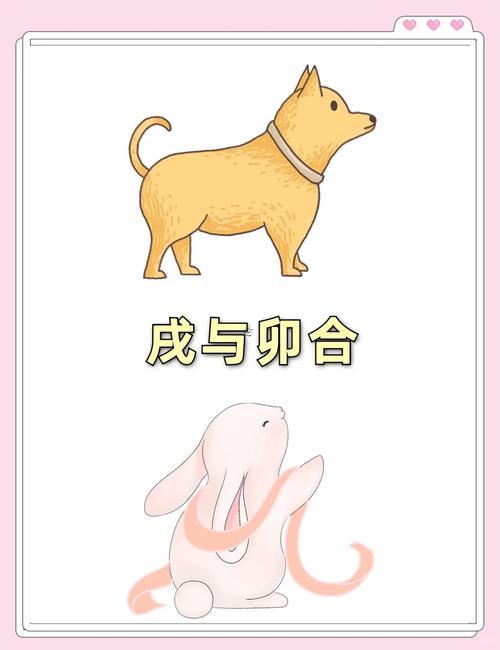 狗還有兔子屬相合不合