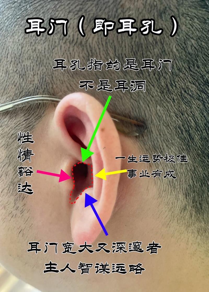 耳朵類型大全