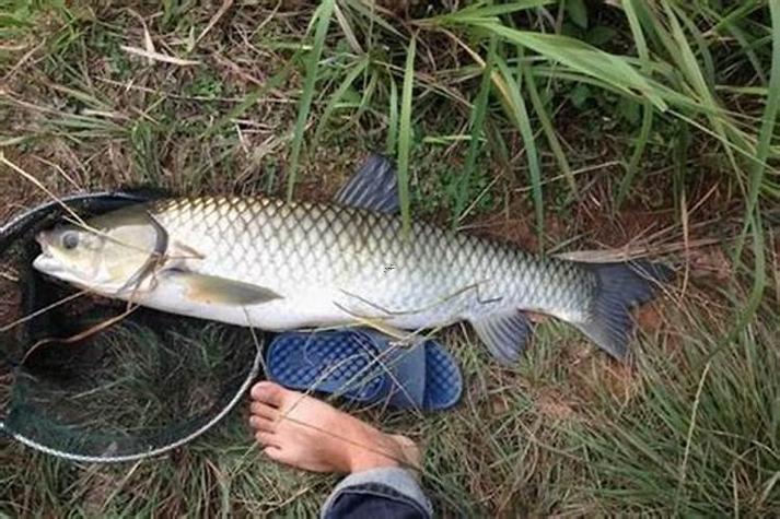 做夢(mèng)夢(mèng)到抓魚(yú)
