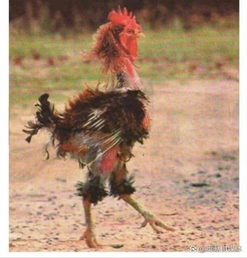 雞是什么