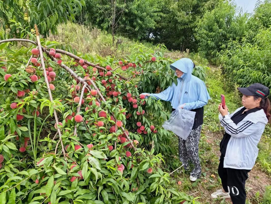 夢見摘蘋果