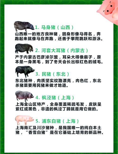豬的名字
