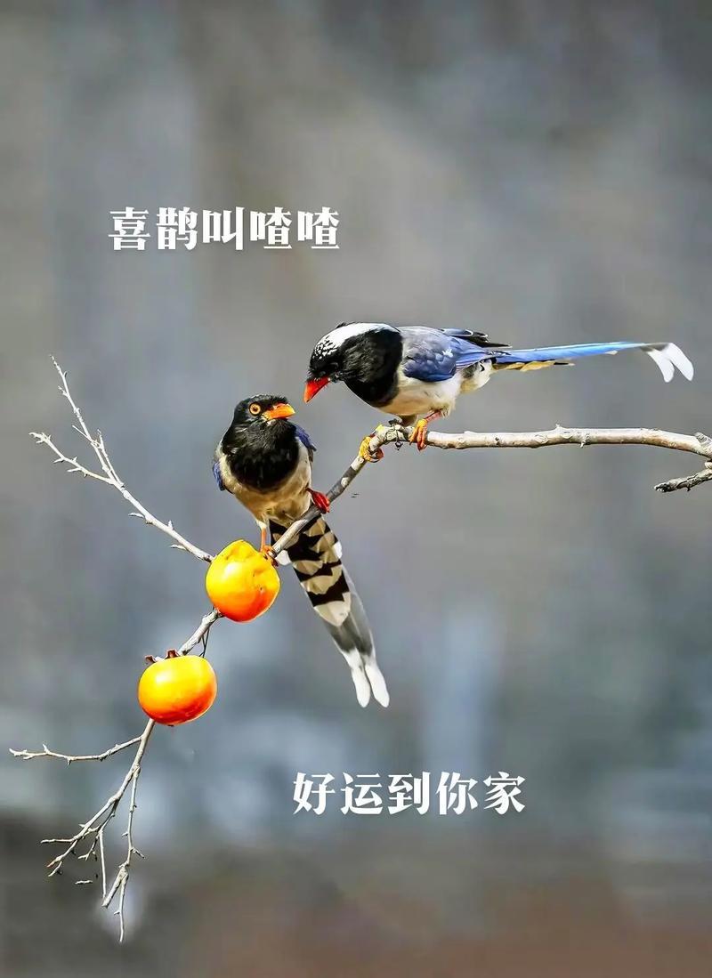 喜鵲叫吉兇