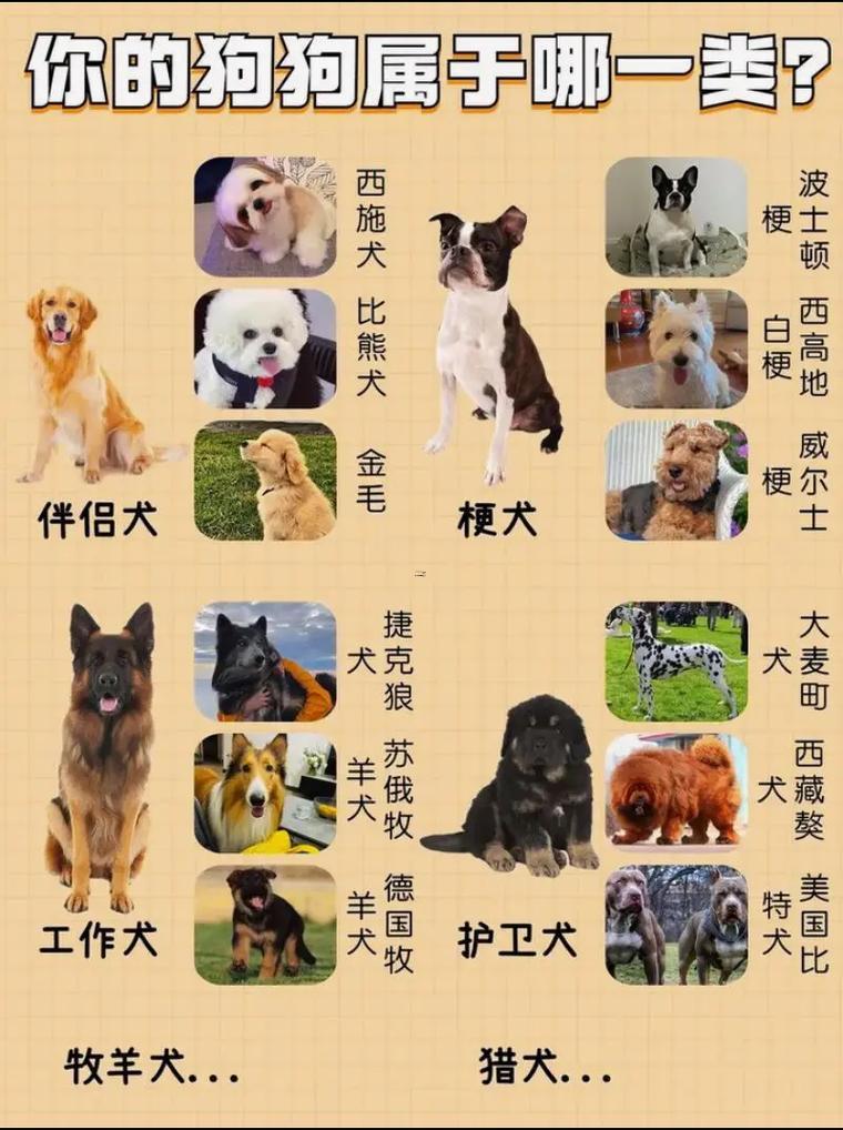 公狗名字