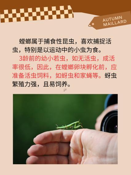 夢見螳螂