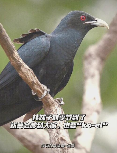 報(bào)喪鳥(niǎo)得叫聲