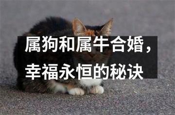 牛合狗得屬相合不合
