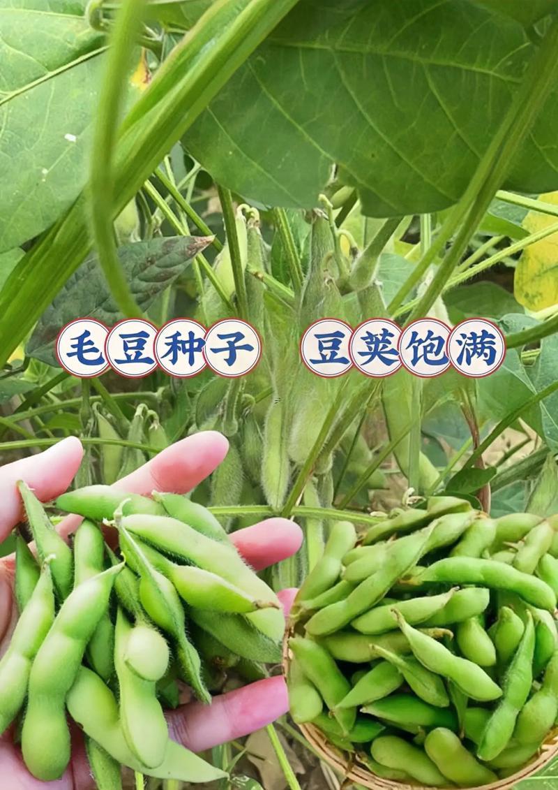 夢(mèng)見(jiàn)豆子