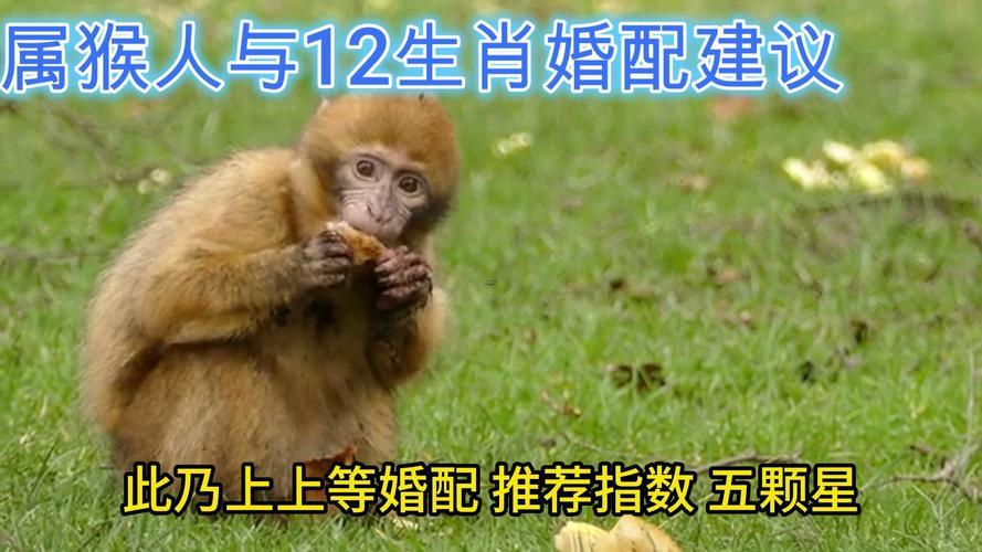 屬猴的貴人
