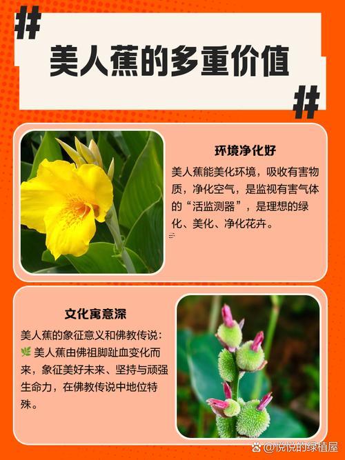 美人蕉還有芭蕉的區(qū)別