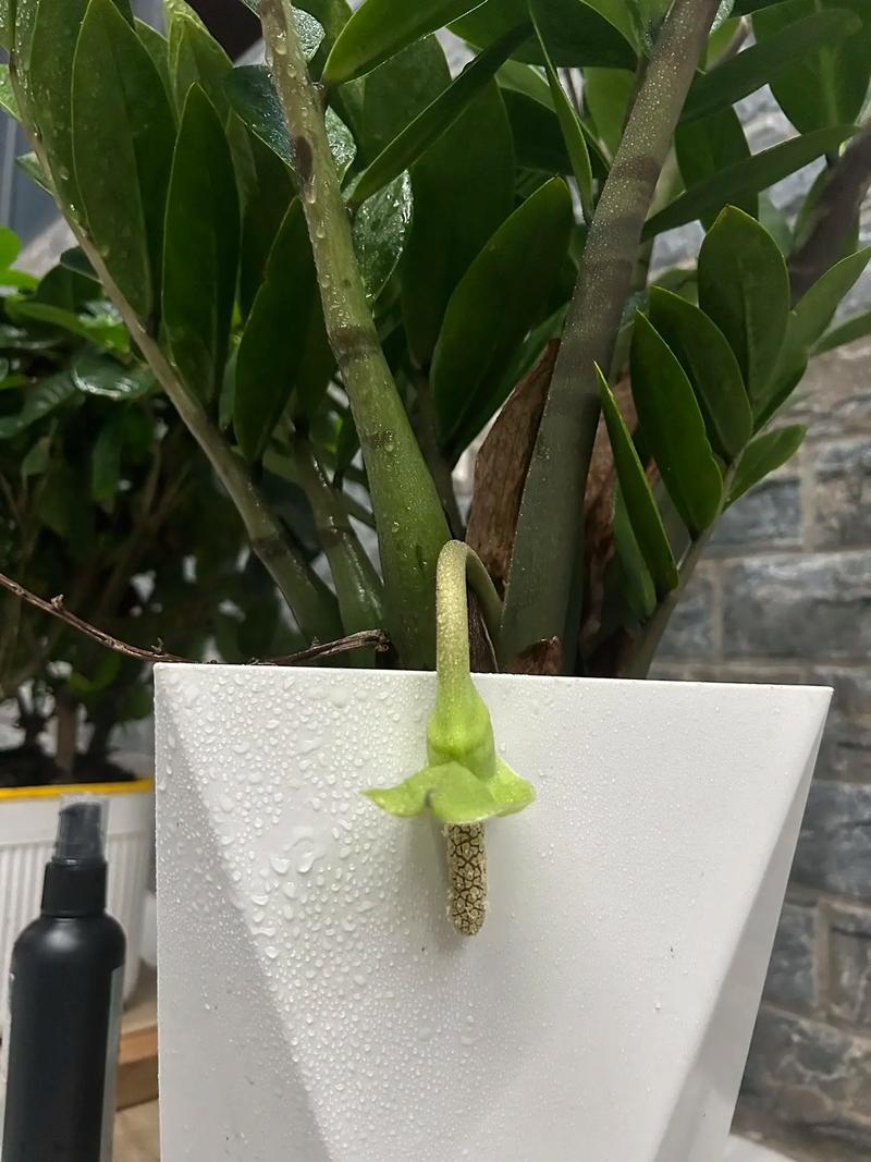 金錢樹開花