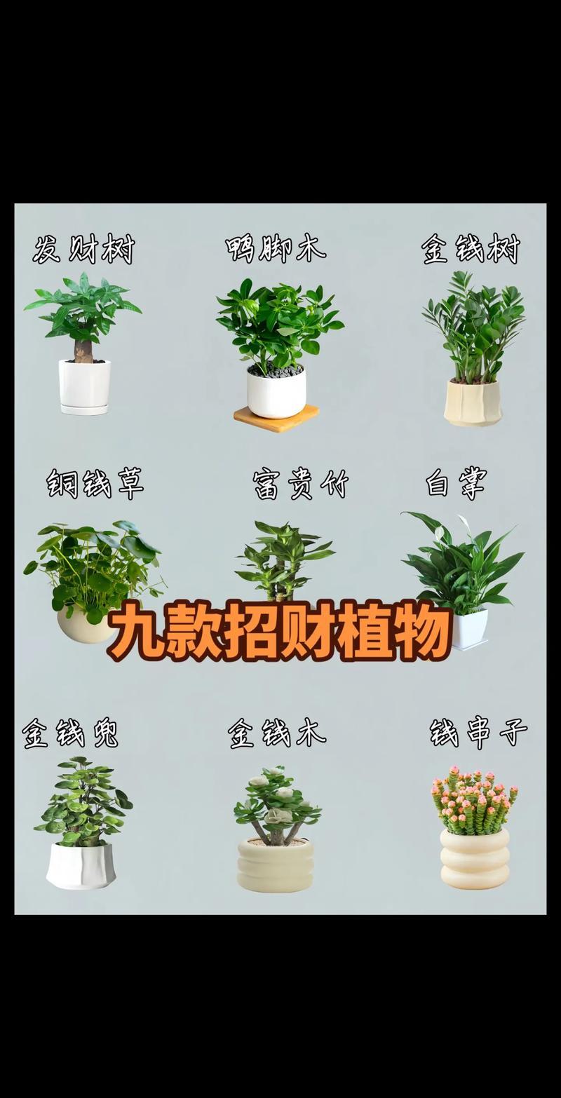 開運(yùn)風(fēng)水