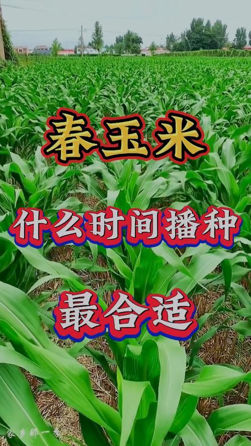 4月份栽玉米黃道吉日