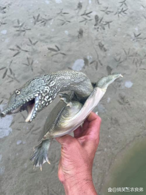 夢見釣到甲魚