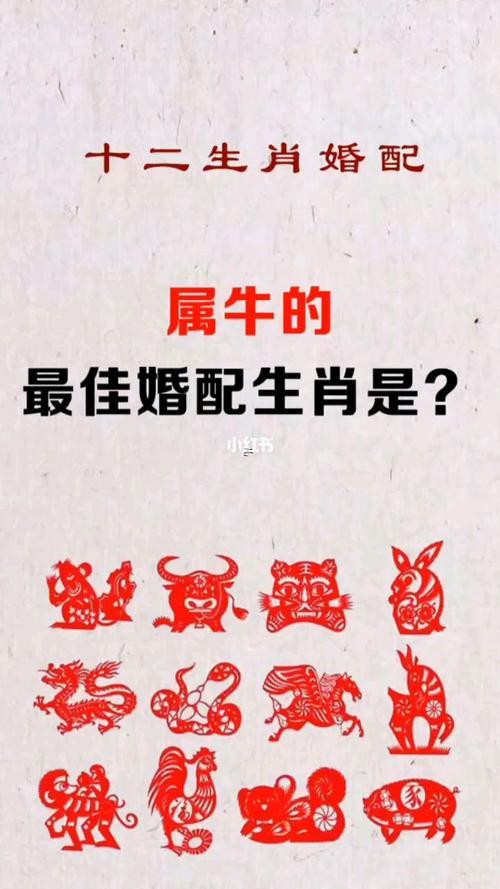 牛的最佳配偶屬相