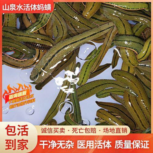 夢(mèng)見(jiàn)水蛭