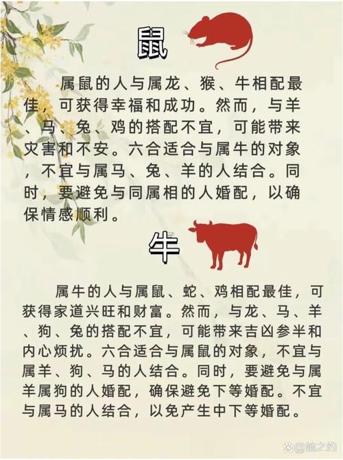 鼠還有龍屬相合不合