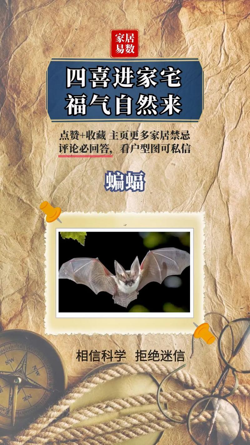 蝙蝠進(jìn)家