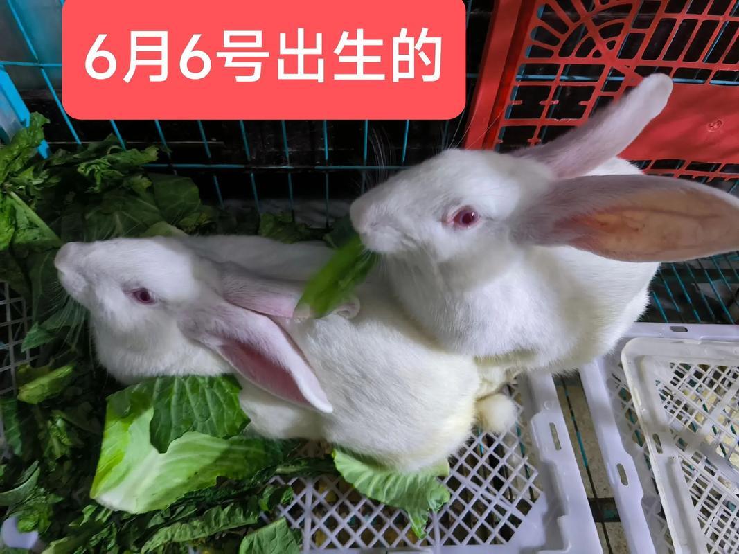 兔子幾幾年出生