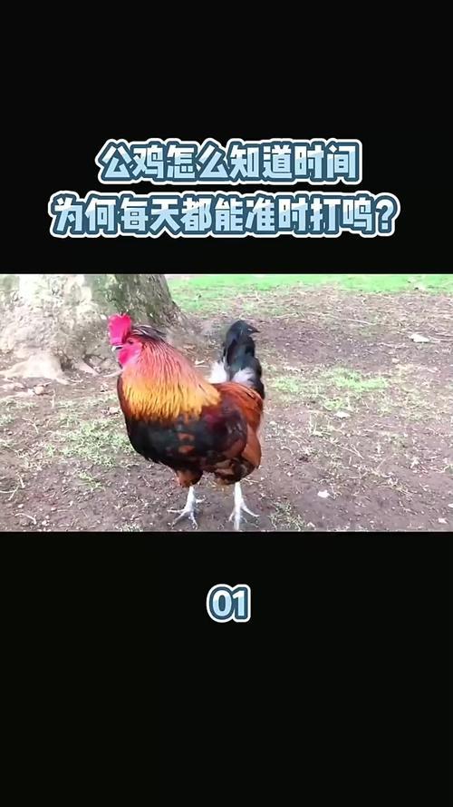 公雞幾點(diǎn)開(kāi)始打鳴