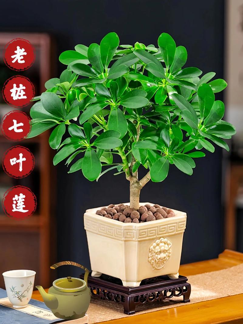 八方來財(cái)樹