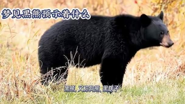 夢見狗熊