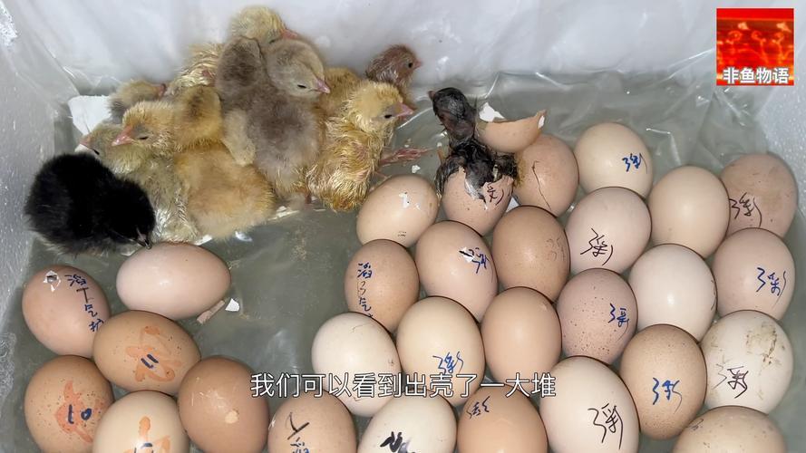 夢到小豬