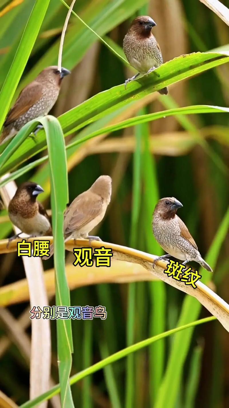 夢(mèng)見(jiàn)小鳥(niǎo)