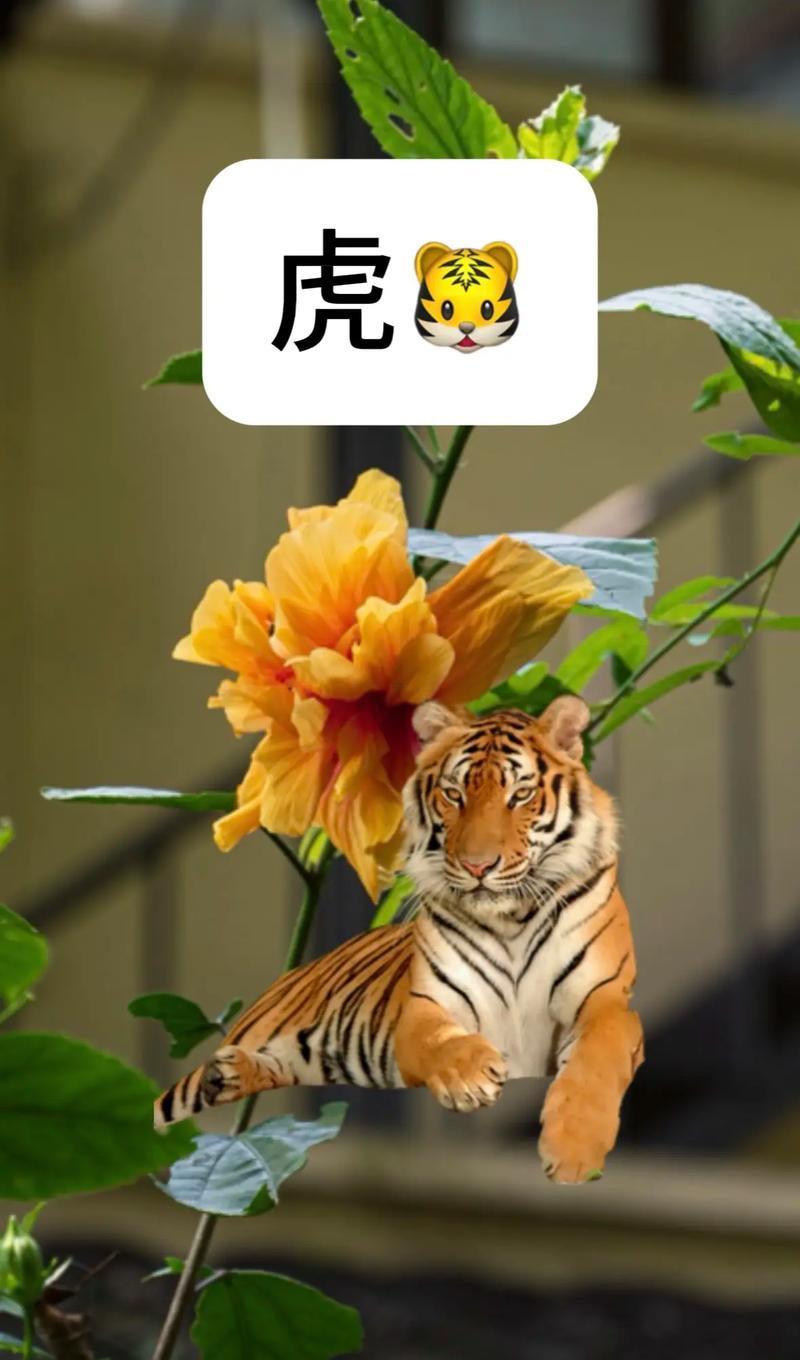74年虎是什么命