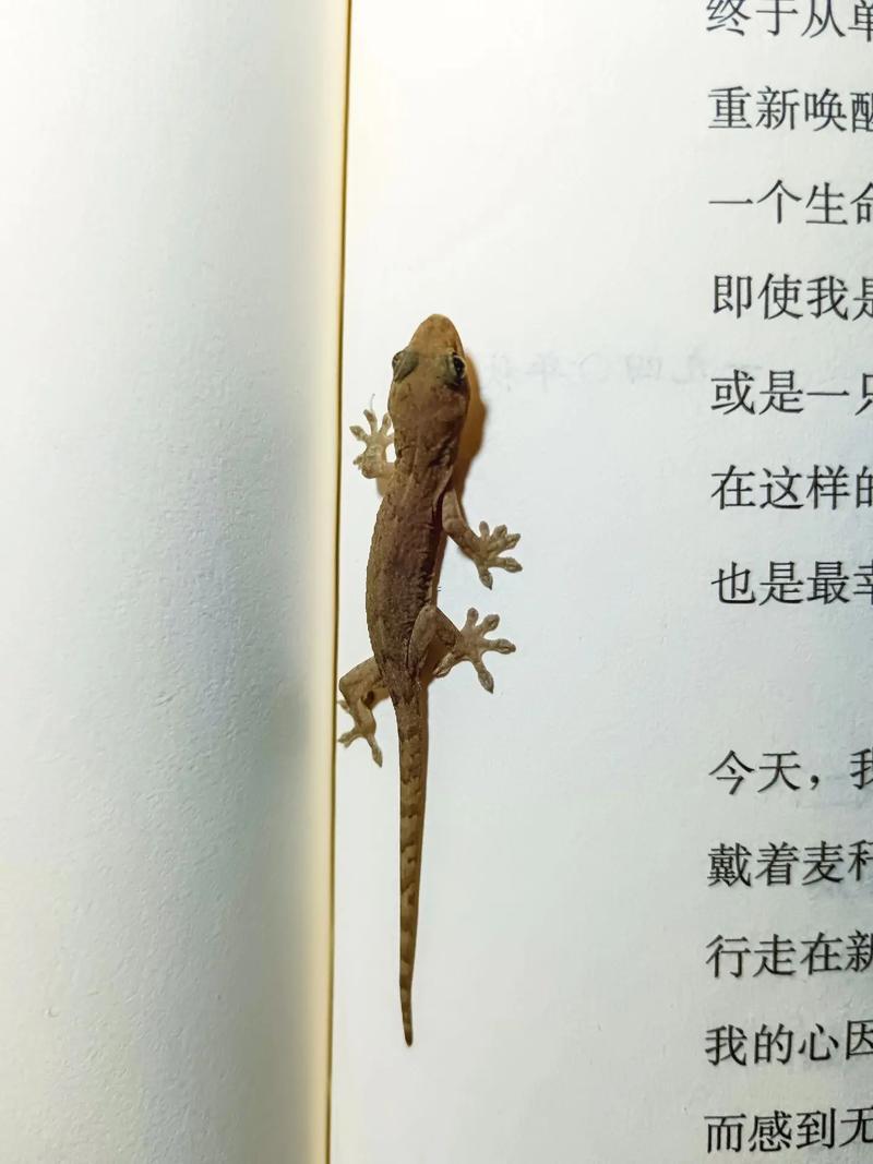 壁虎寓意