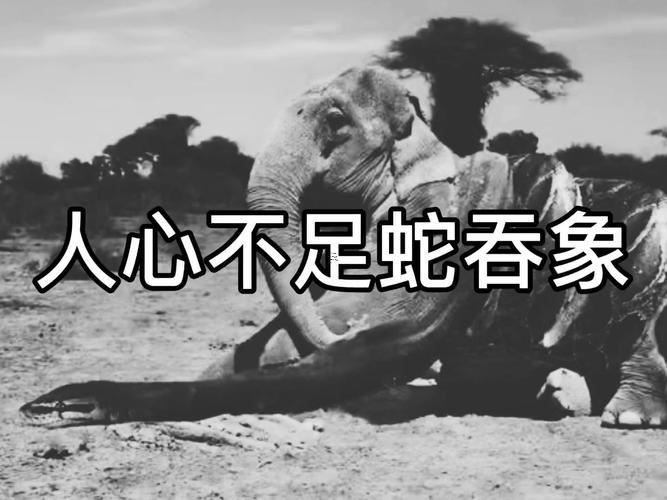 人心不足蛇吞象是何事生肖