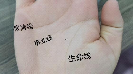 手掌三條線