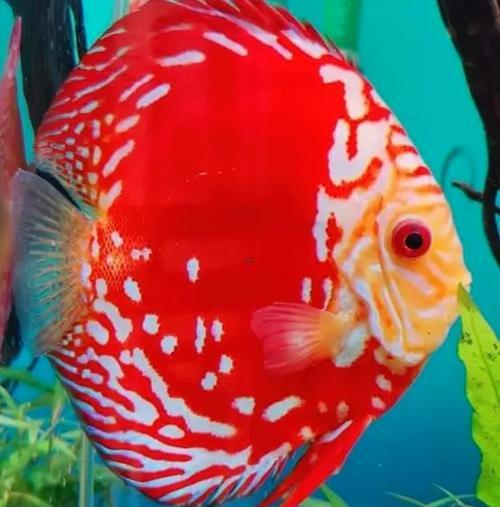 夢(mèng)見紅色的魚