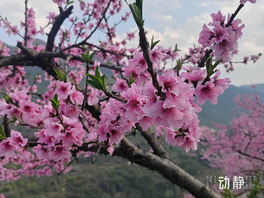 夢見桃花