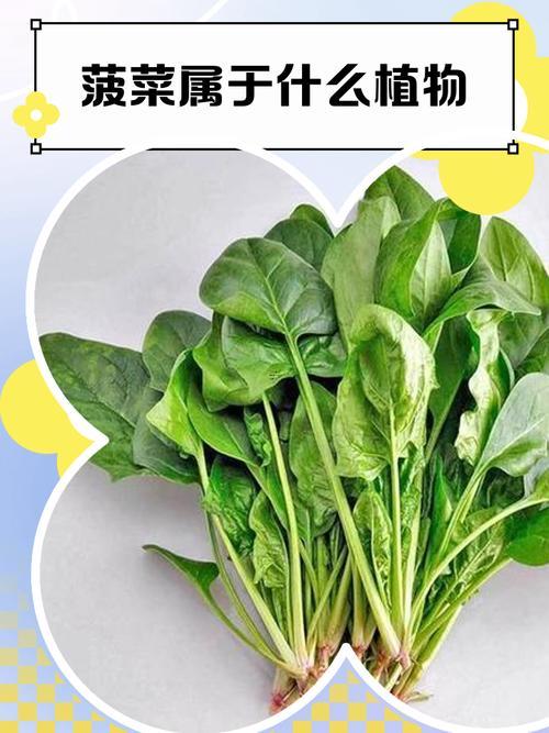 夢(mèng)見(jiàn)菠菜