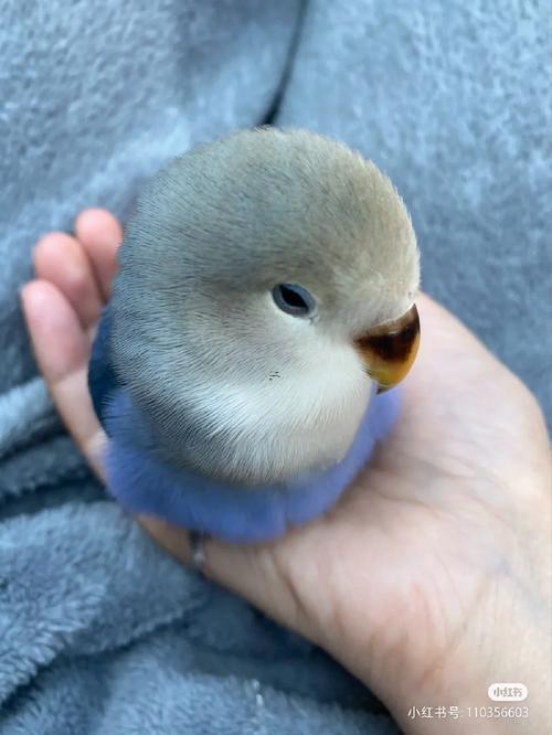 夢見很多鳥
