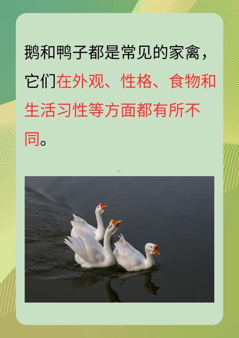 鵝的寓意