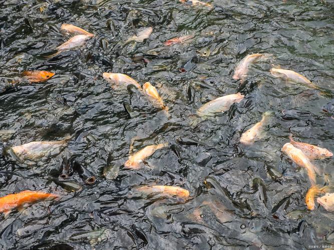 夢見魚塘