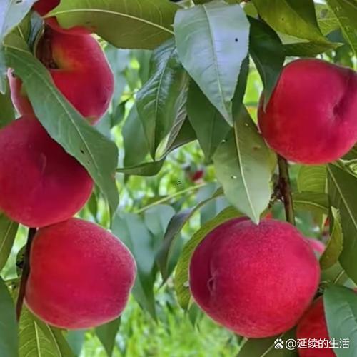 紅色五行屬什么東西
