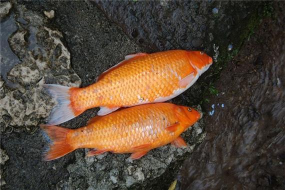 夢見魚死了