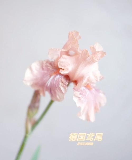 冷門好聽的花名
