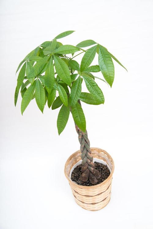 發(fā)財樹種植