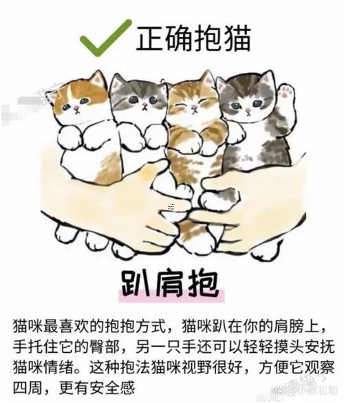 夢見抱貓在懷里