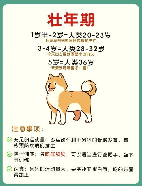 屬狗的多少歲了